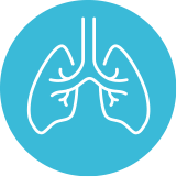Lungs